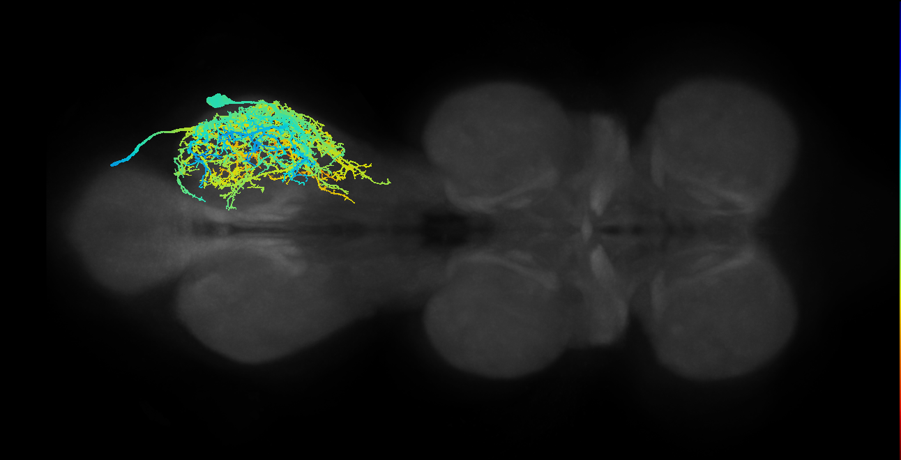 pleural remotor motor neuron