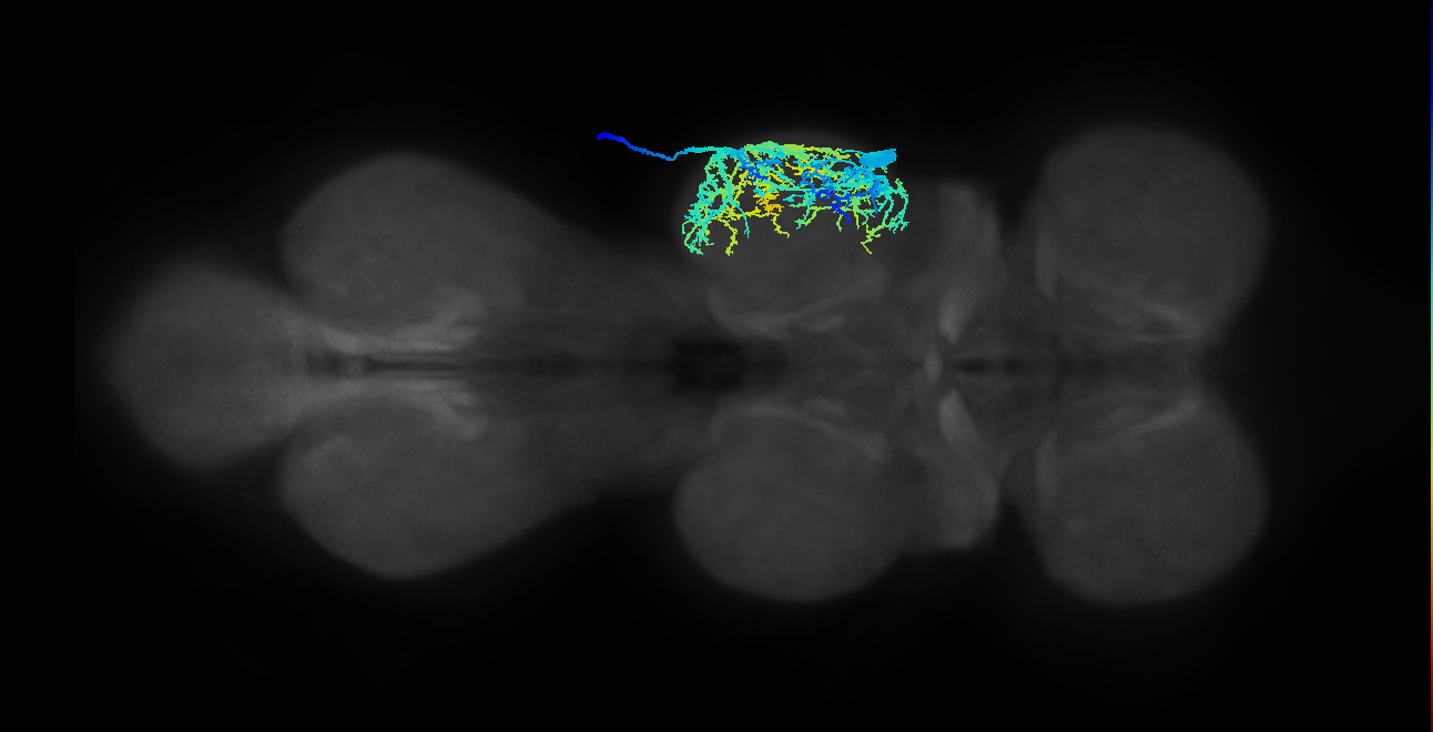 pleural remotor motor neuron