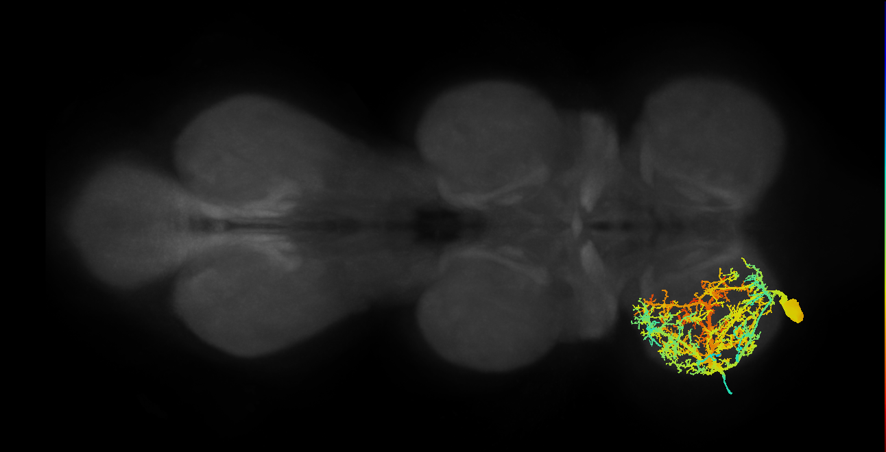prothoracic pleural remotor and abductor muscle motor neuron