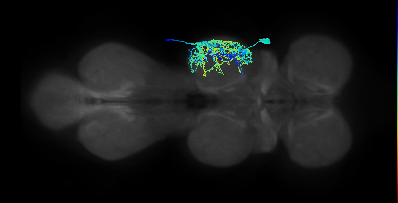 pleural remotor motor neuron
