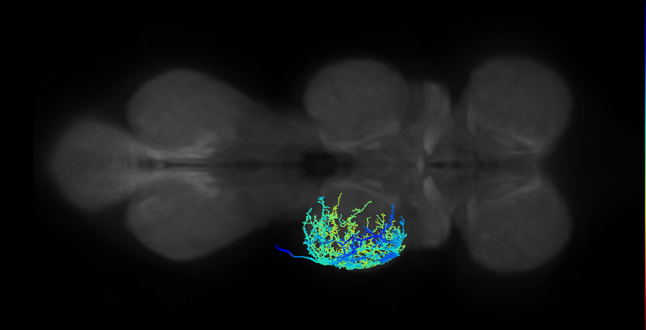 mesothoracic pleural remotor muscle motor neuron