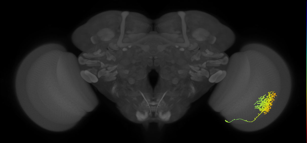 Mt4
