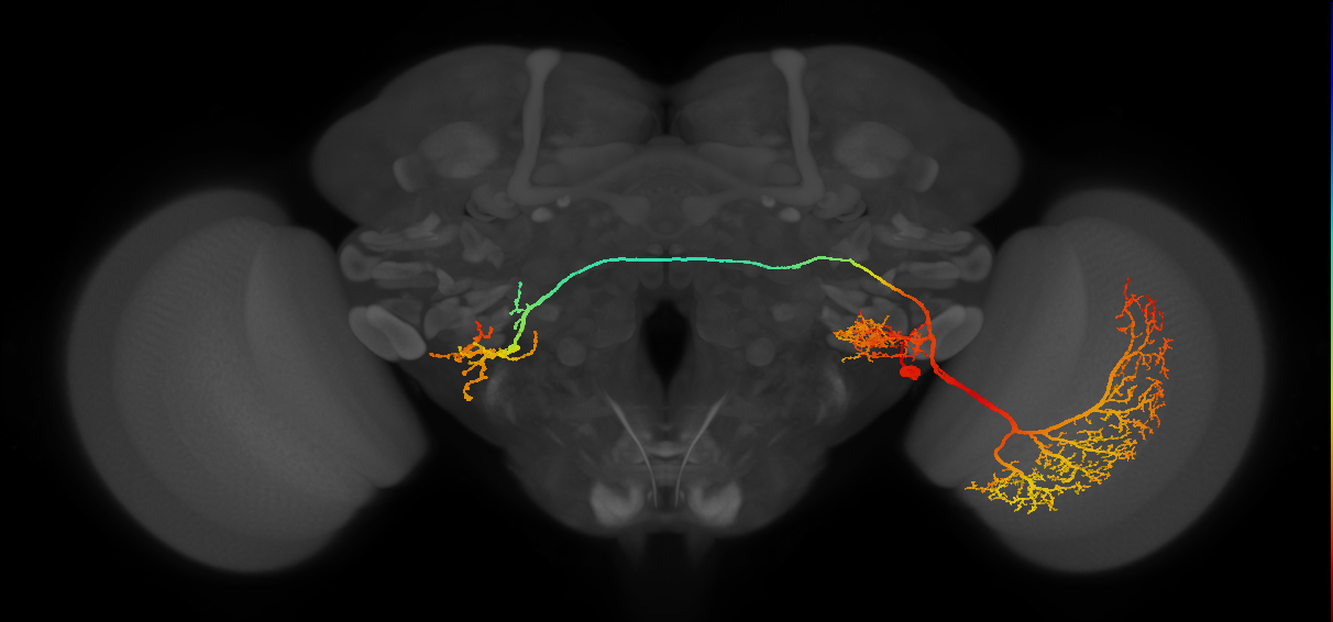 lobula plate noduli group tangential neuron