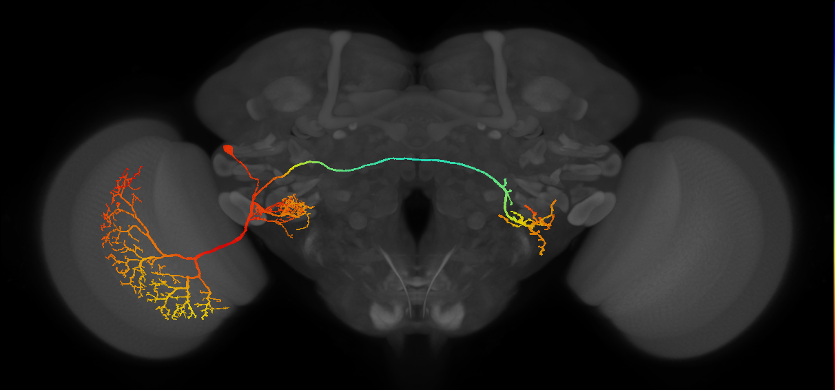 lobula plate noduli group tangential neuron