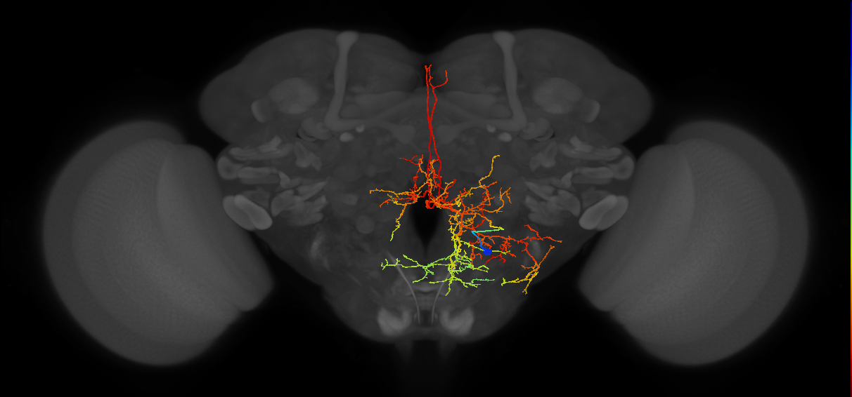 BAmv1 lineage neuron