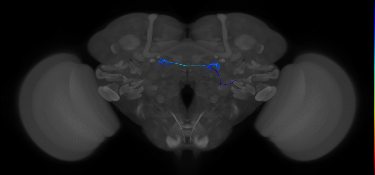 ORN_D_R (MaleCNS:89484)