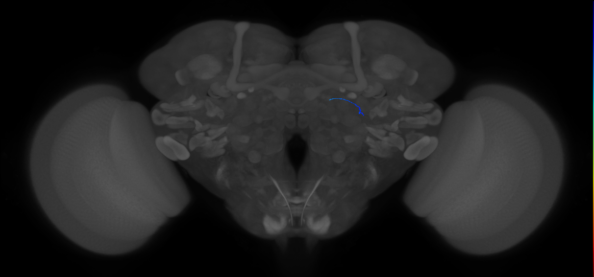 ORN_DA1_R (MaleCNS:515724975)
