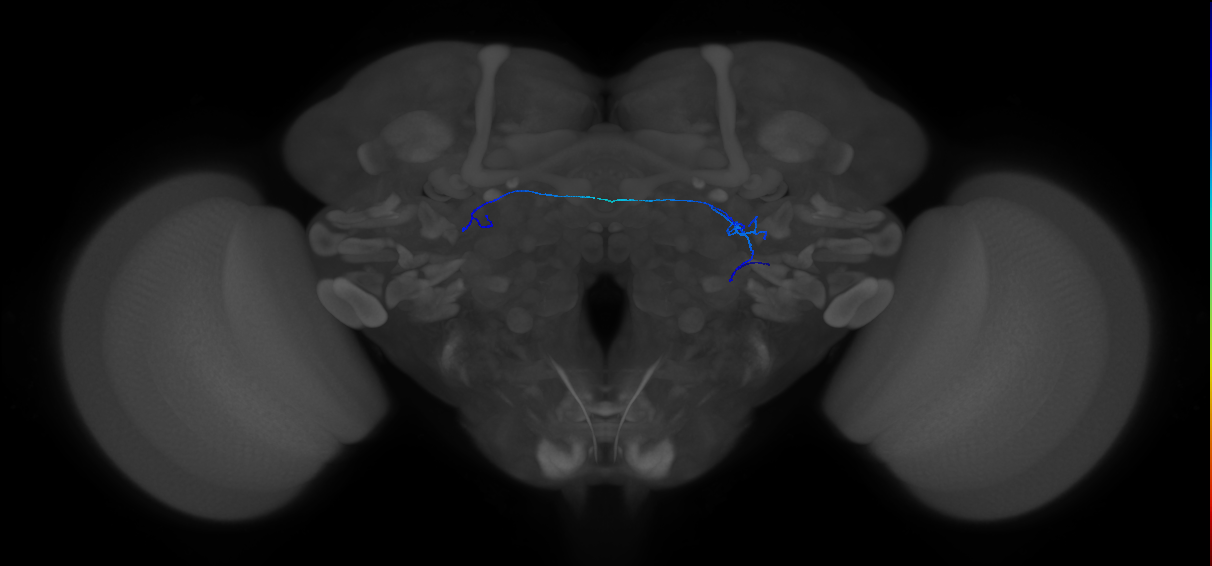 ORN_DA1_R (MaleCNS:902961)