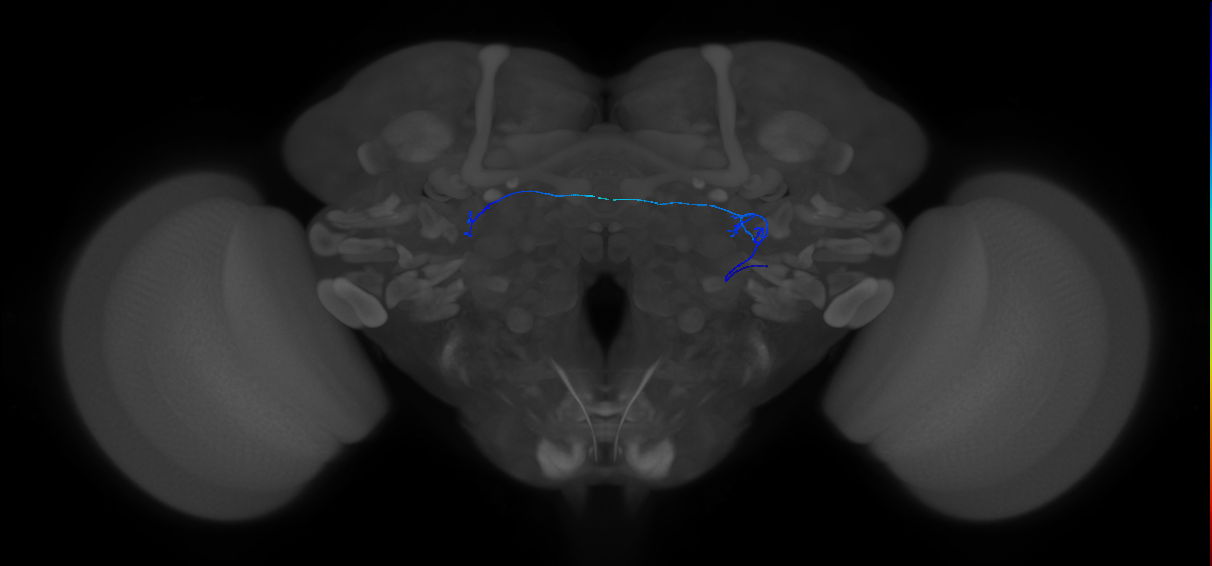 ORN_DA1_R (MaleCNS:133686)