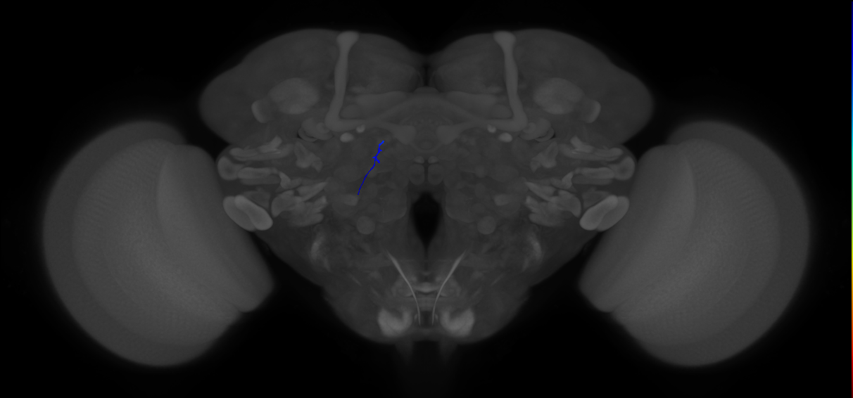 ORN_DA2_L (MaleCNS:739955728)