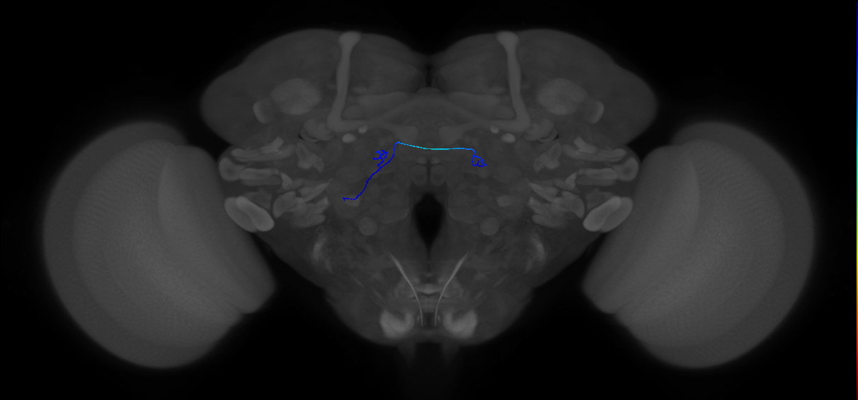 bilateral antennal lobe receptor neuron