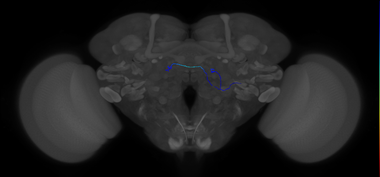 ORN_DA2_R (MaleCNS:232071)