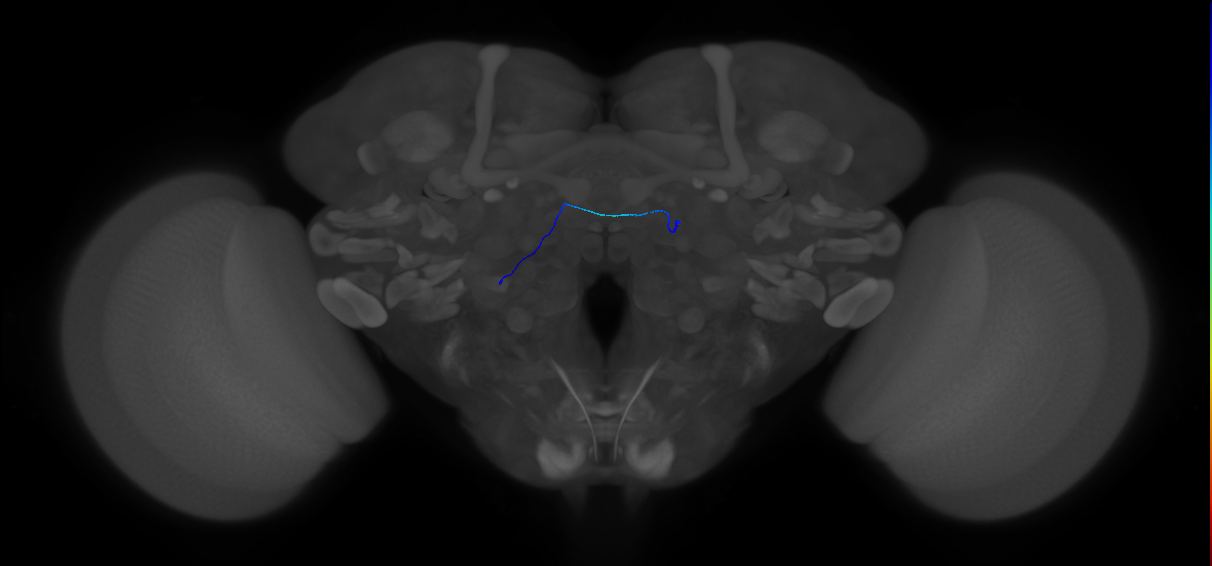 bilateral antennal lobe receptor neuron