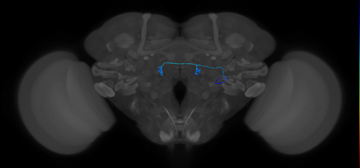 ORN_DC4_R (MaleCNS:135249)