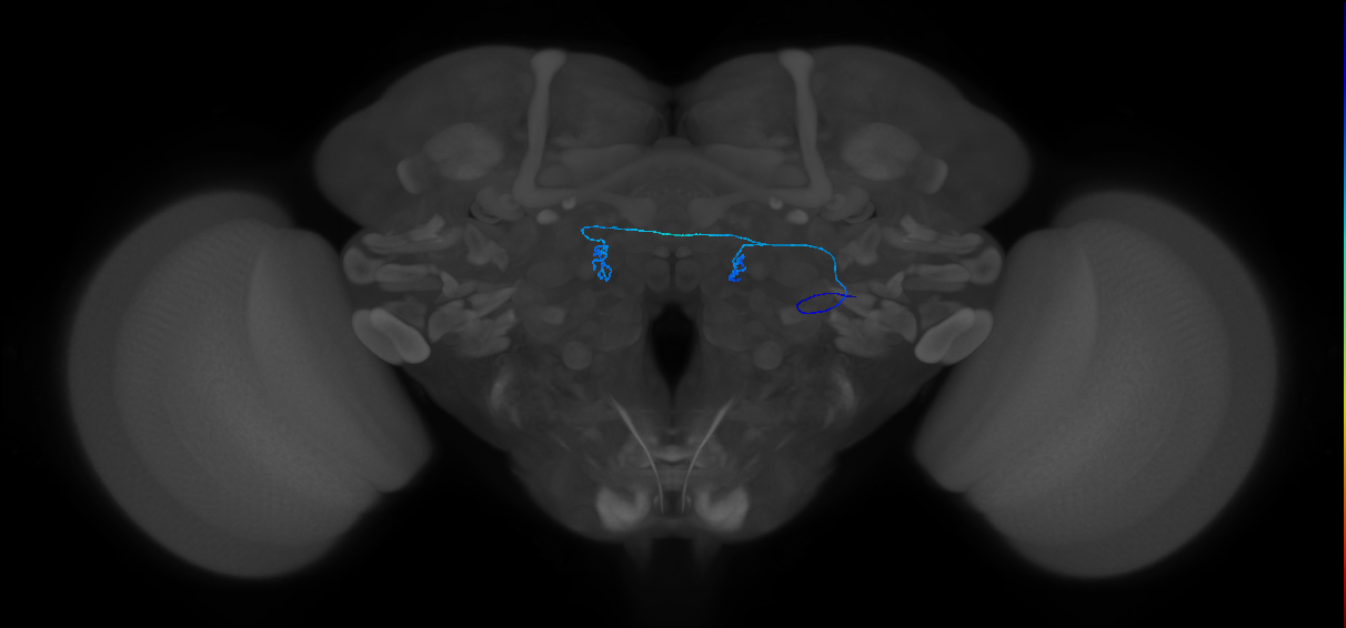 adult antennal olfactory receptor neuron