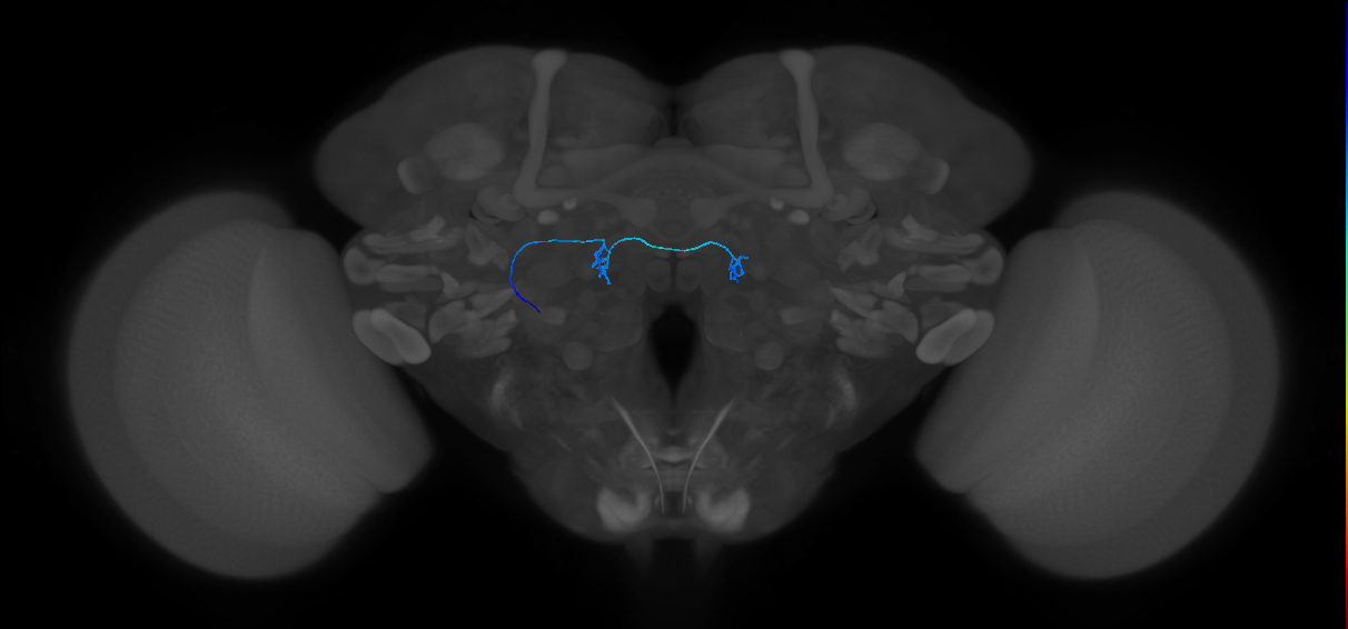 adult antennal olfactory receptor neuron