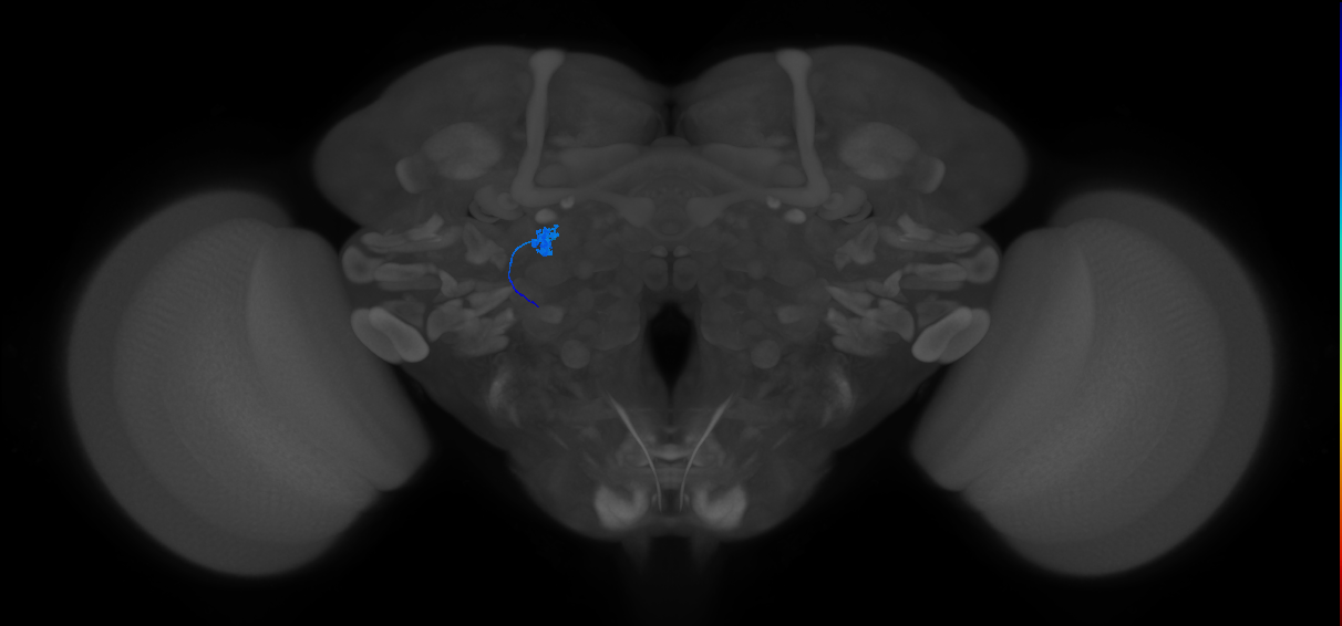 ORN_DL1_L (MaleCNS:153948)