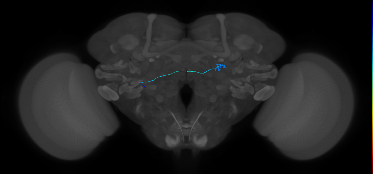 ORN_DL1_L (MaleCNS:569093)