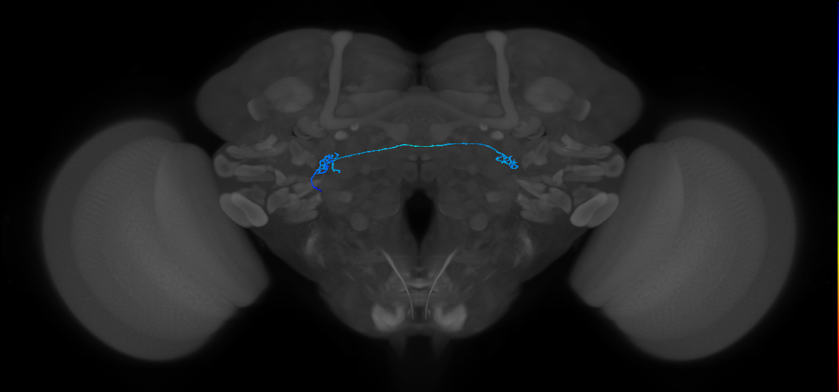 ORN_DL2d_L (MaleCNS:99612)