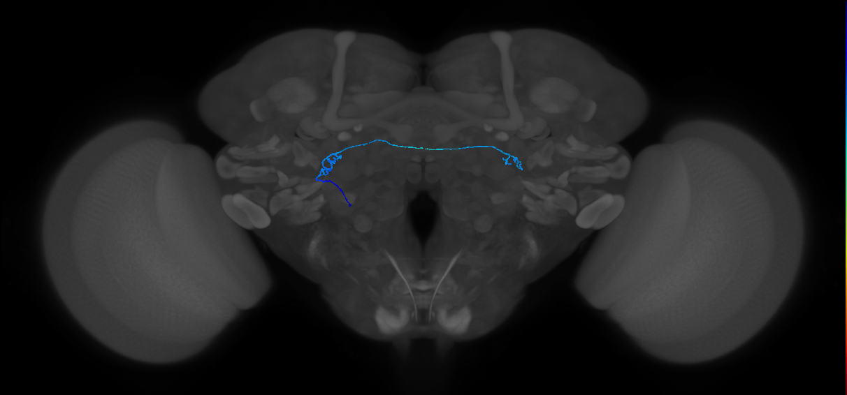 ORN_DL2d_L (MaleCNS:121401)