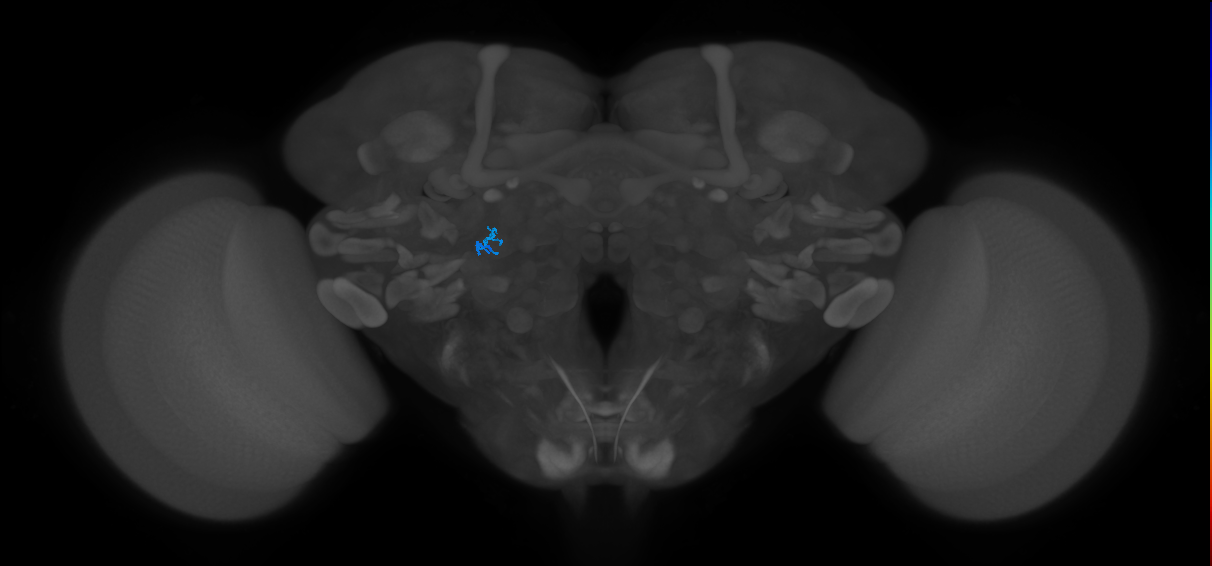 ORN_DL2v_R (MaleCNS:937721180)