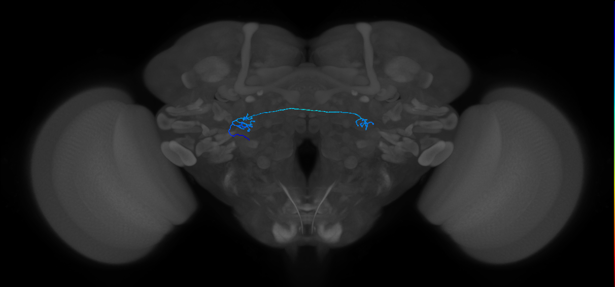 ORN_DL2v_L (MaleCNS:111946)