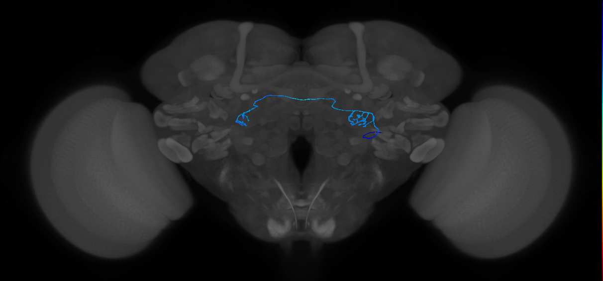 ORN_DL2v_R (MaleCNS:139937)