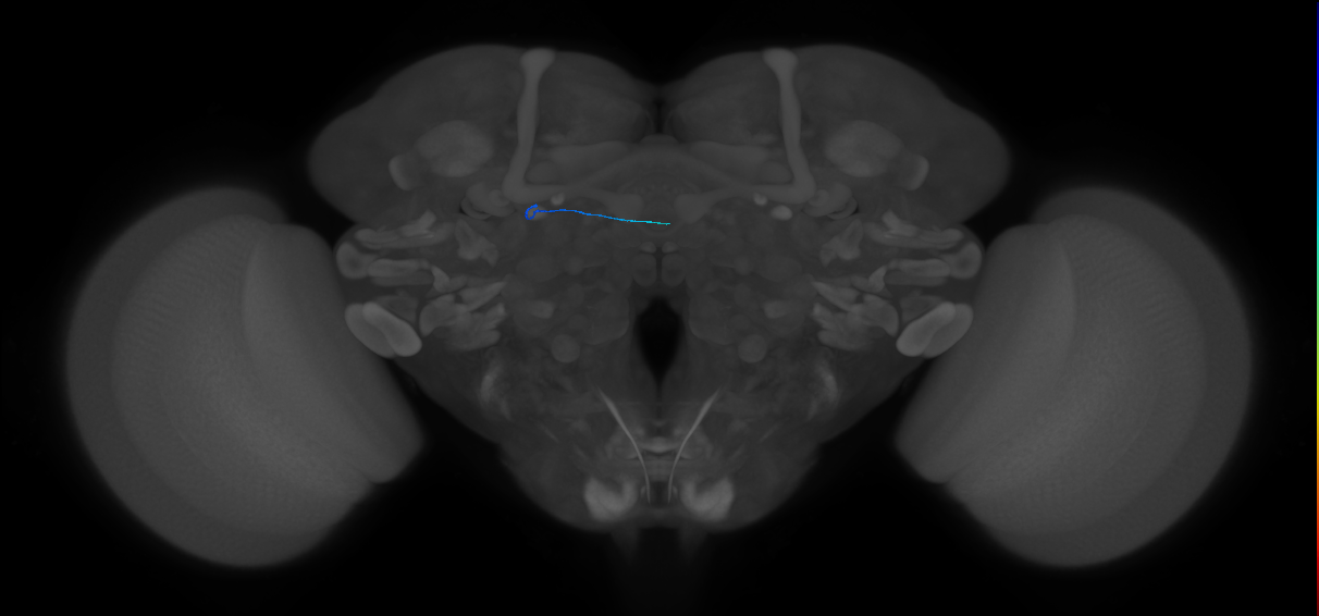ORN_DL3_unknown (MaleCNS:394297)