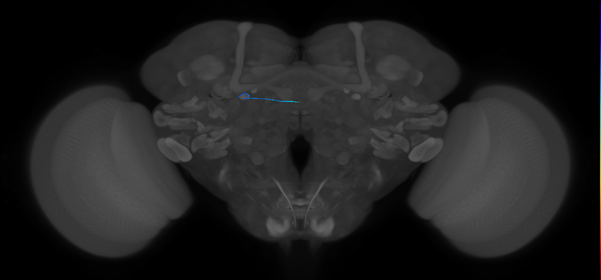 ORN_DL3_unknown (MaleCNS:416493946)