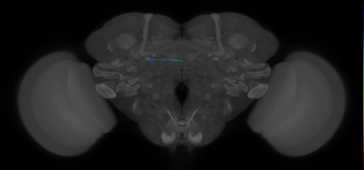 ORN_DL4_unknown (MaleCNS:290881)