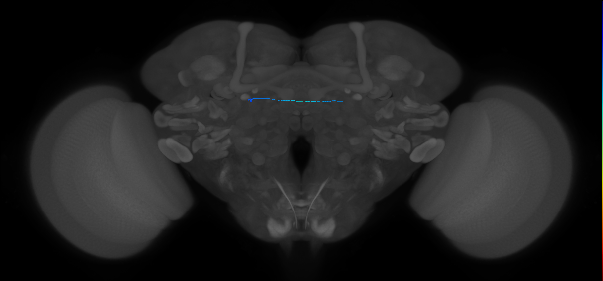 ORN_DL4_unknown (MaleCNS:903058532)
