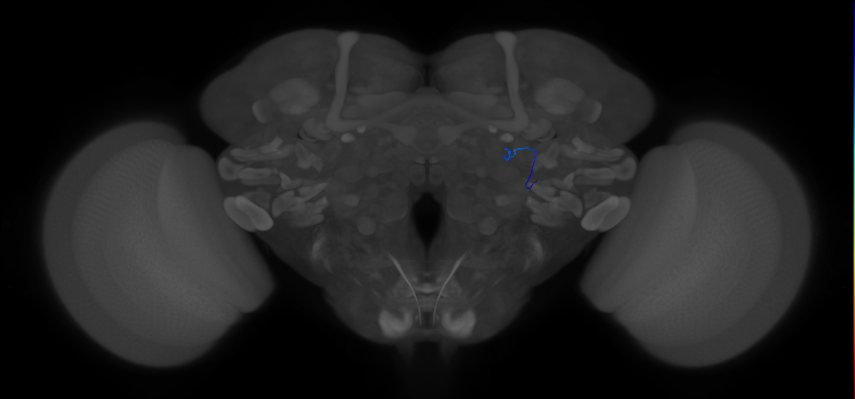 ORN_DL4_R (MaleCNS:911071527)