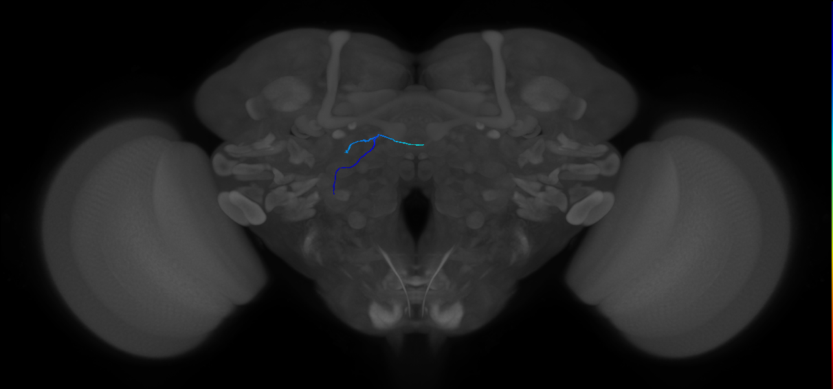 ORN_DL5_L (MaleCNS:220220516)