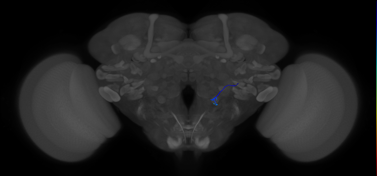 ORN_V_R (MaleCNS:505688557)