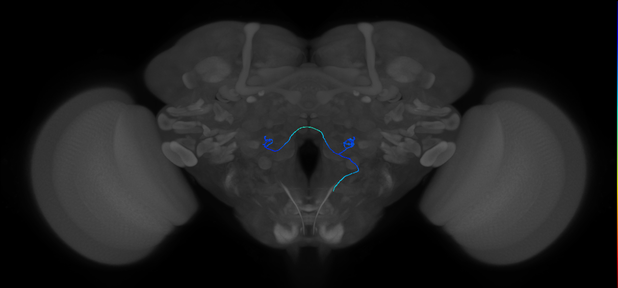 adult antennal olfactory receptor neuron