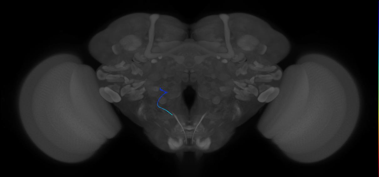 maxillary palp olfactory receptor neuron