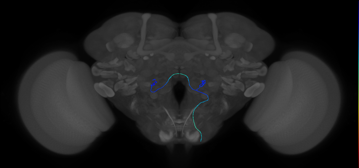 maxillary palp olfactory receptor neuron