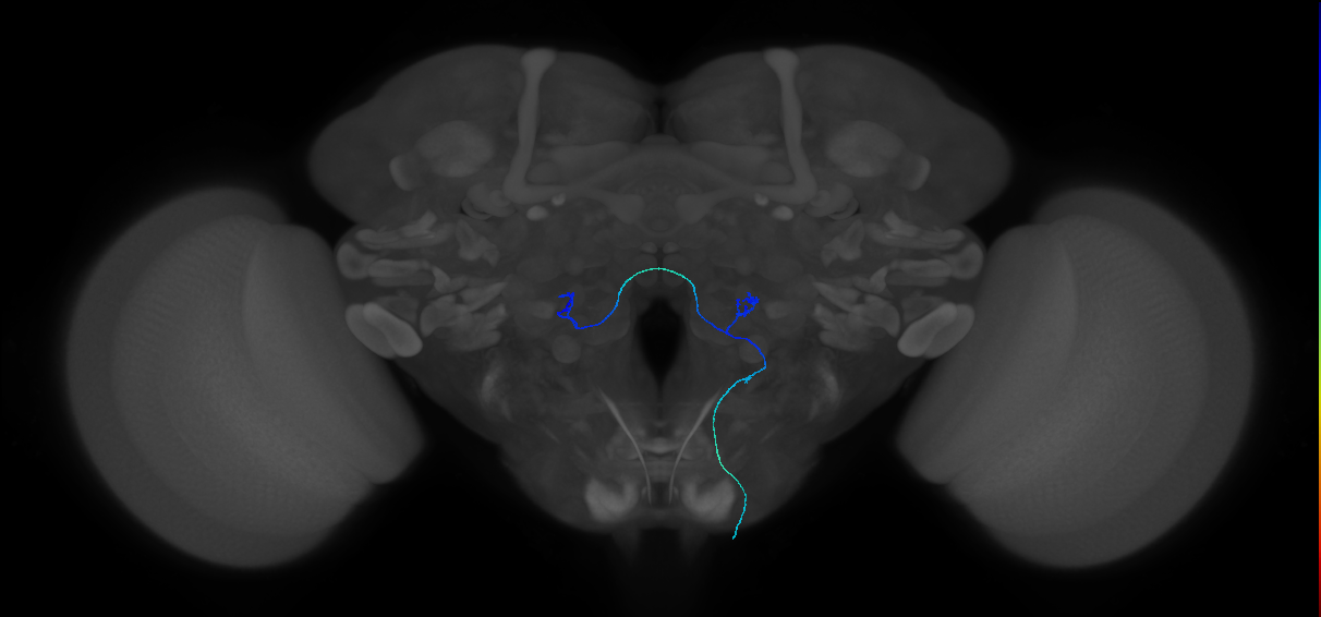 maxillary palp olfactory receptor neuron