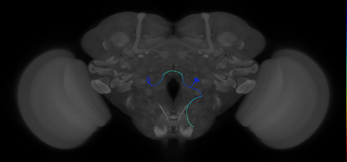 maxillary palp olfactory receptor neuron
