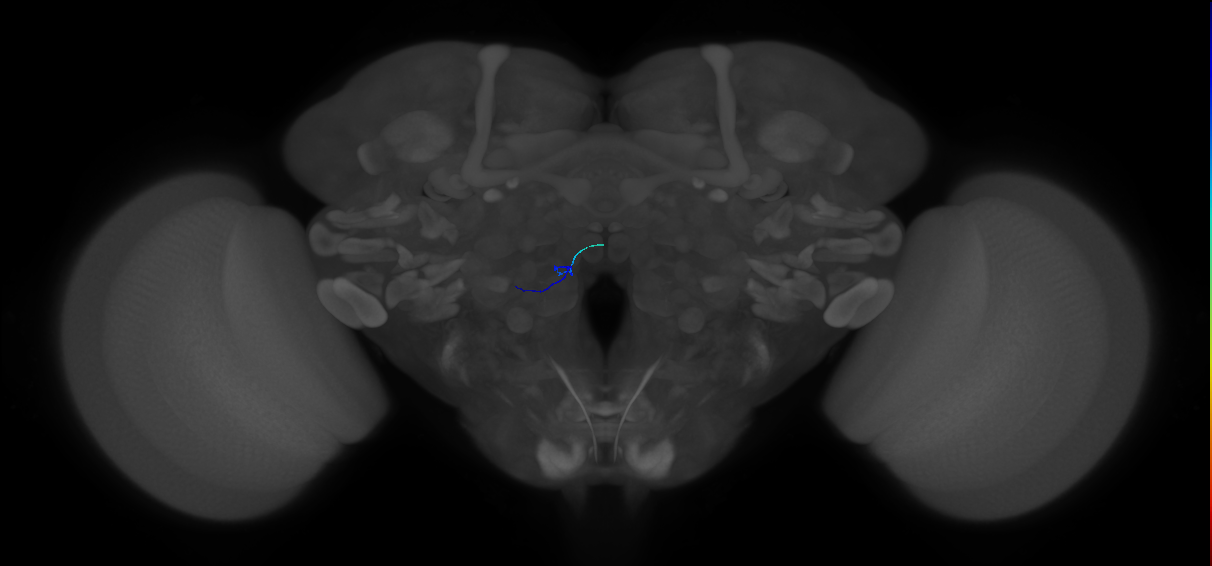 antennal olfactory receptor neuron of basiconic sensillum