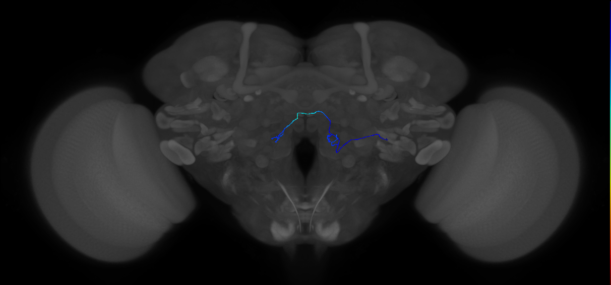 antennal olfactory receptor neuron of basiconic sensillum