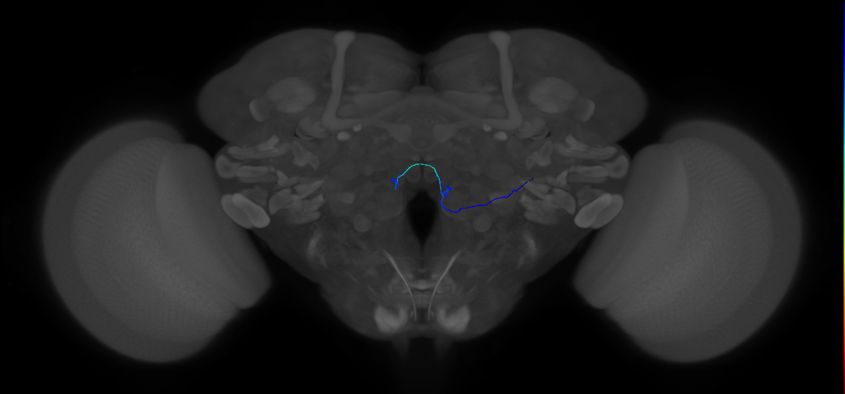 ORN_VM2