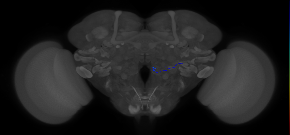 antennal olfactory receptor neuron of basiconic sensillum