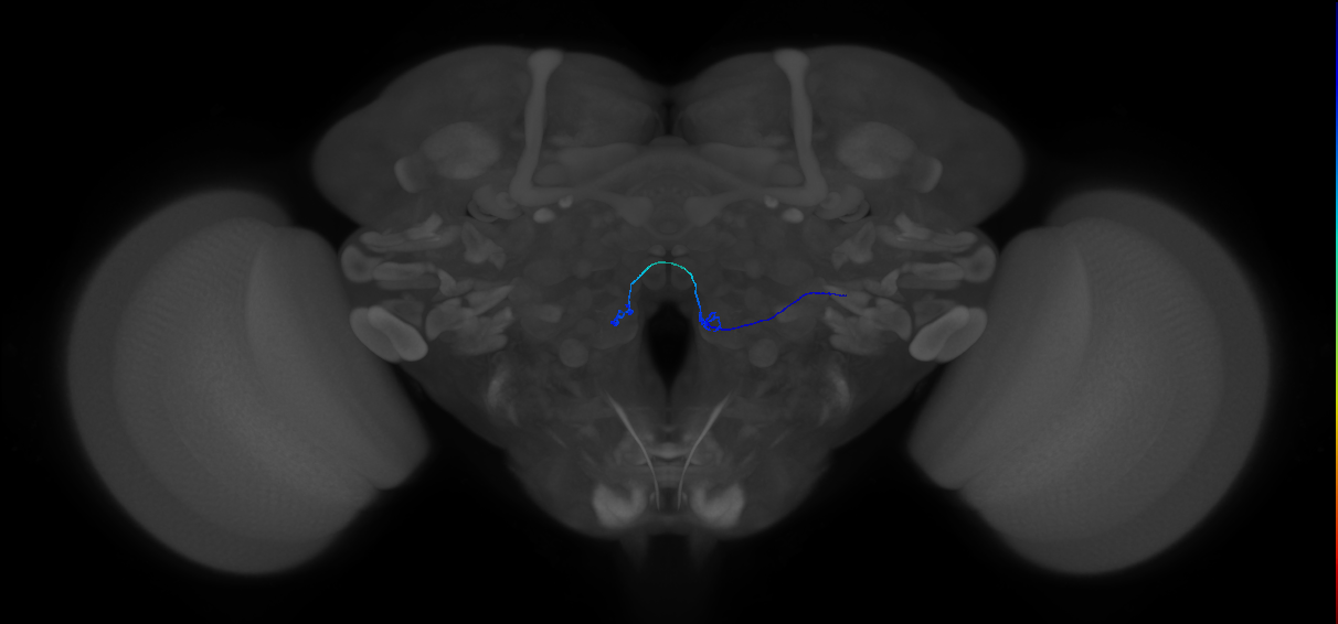 antennal olfactory receptor neuron of basiconic sensillum