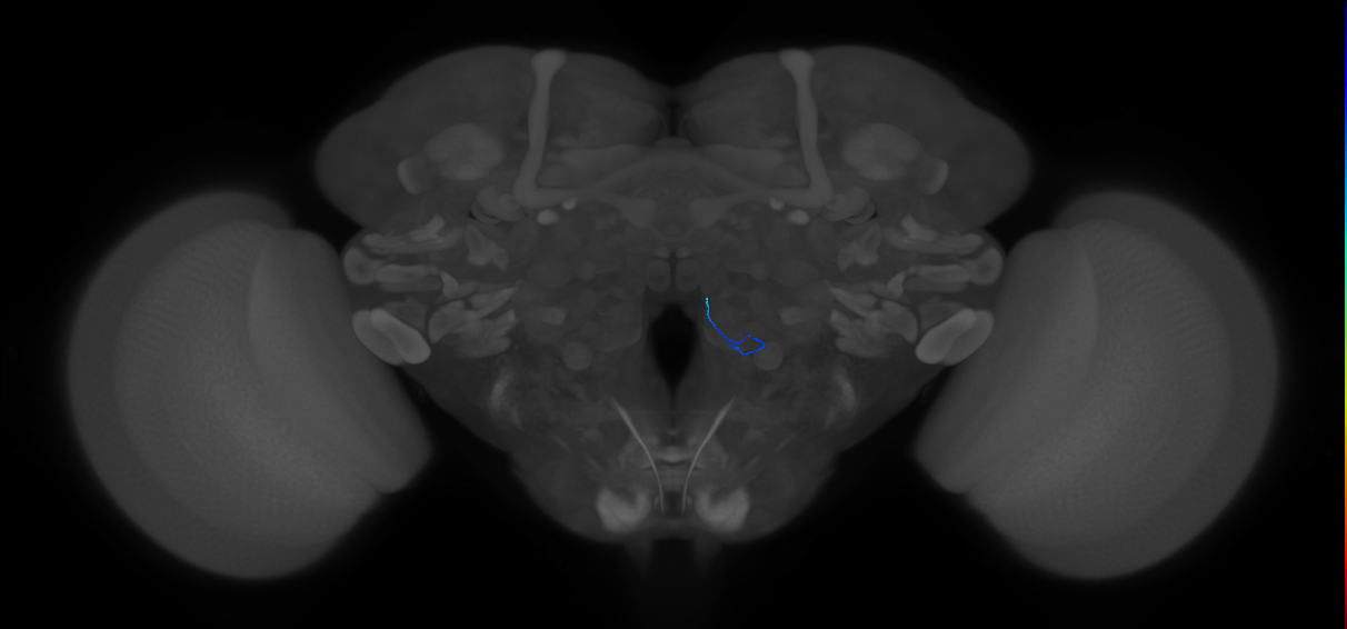 ORN_VM4