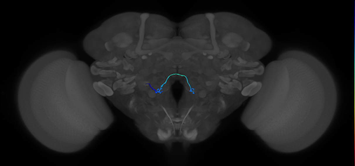 ORN_VM6v