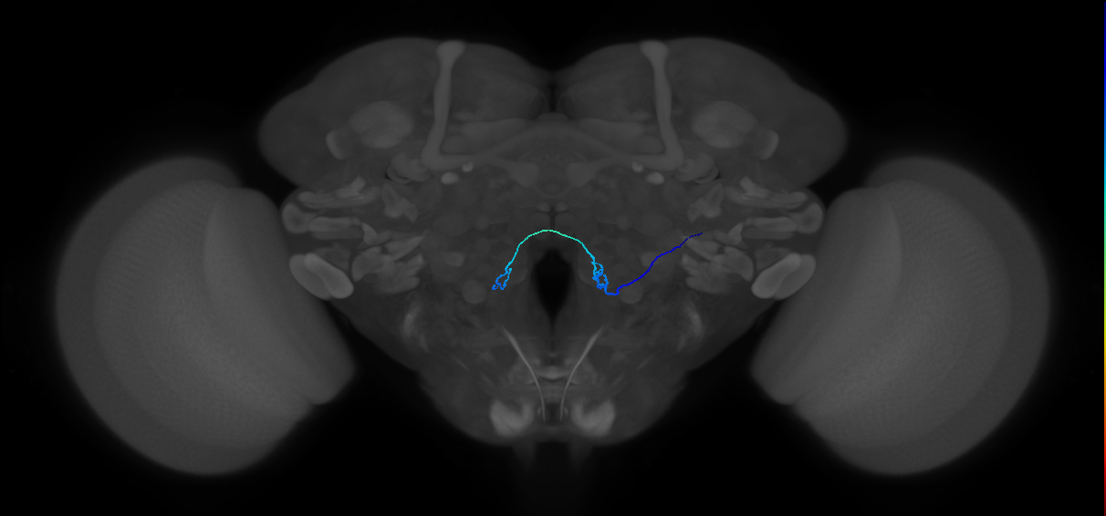 ORN_VM6v