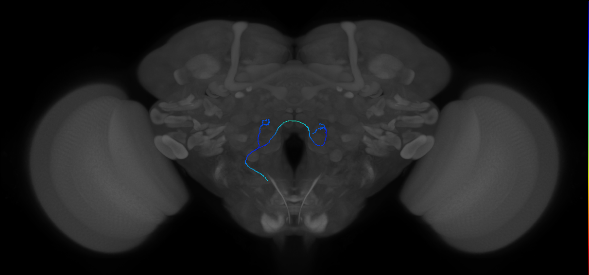 maxillary palp olfactory receptor neuron