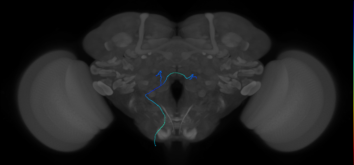 maxillary palp olfactory receptor neuron