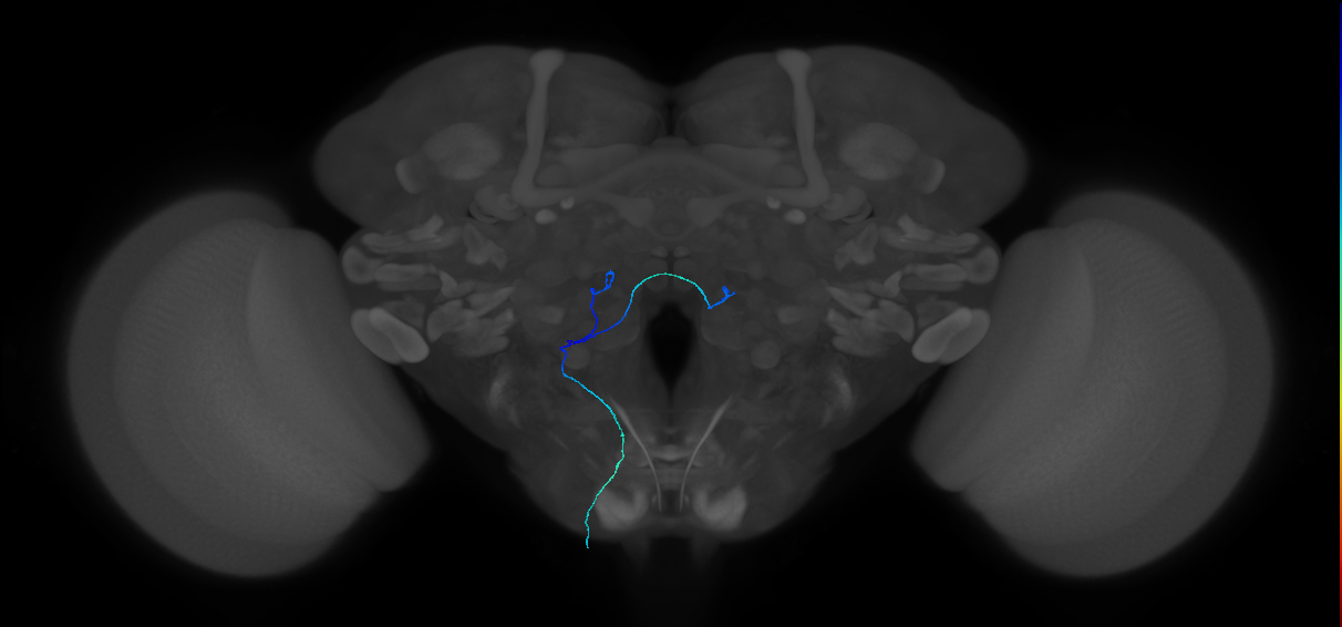 ORN_VM7v